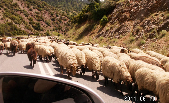 Peloponnes - Strasse mit Schafen