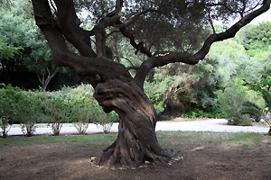 Camping Anemomilos - Alter Olivenbaum
